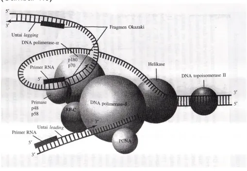 Gambar 1.9. Replikasi DNA Sel Eukariotik 