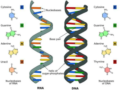 Gambar 1.11. Perbedaan struktur RNA dan DNA 