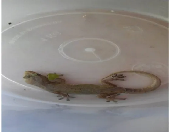 Gambar 4.2 Gehyra mutilataGambar 4.1 Calotes versicolor