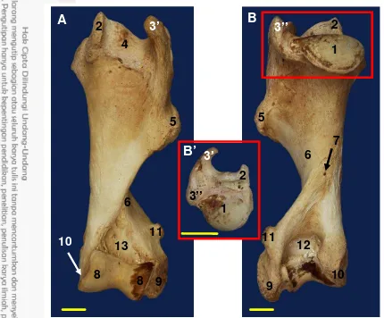 Gambar 3  Struktur os humerus kiri badak jawa tampak kranial (A) dan kaudal (B) Bˈ: caput humeri tampak proksimal 1