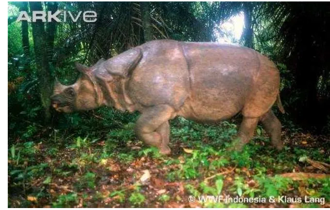 Gambar 1  Morfologi eksterior badak jawa (Rhinoceros sondaicus).  