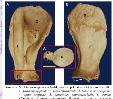 Gambar 2  Struktur os scapula kiri badak jawa tampak lateral (A) dan medial (B) 