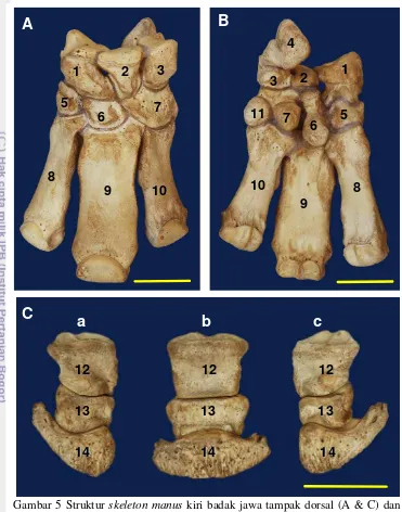 Gambar 5 Struktur  skeleton manus kiri badak jawa tampak dorsal (A & C) dan   