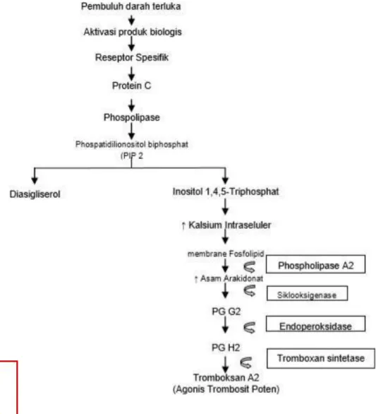 Gambar  8.Aktivasi  trombosit  Dikutip  dari  :  Schafer  AI.  Effects  of  nonsteroidal  antiinflammatory  drugs  on  platelet  function  and  systemic hemostasis.J Clin Pharmacol