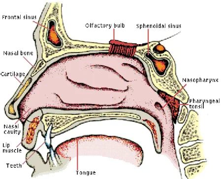 Gambar 2.7 : Anatomi hidung