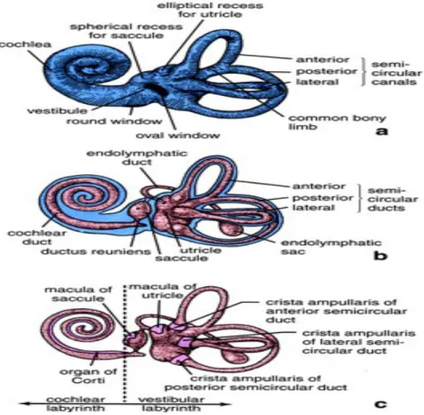 Gambar 2.3  :  Gambar labirin bagian membrane labirin bagian tulang, Telinga Dalam   1,2,3,5 Koklea