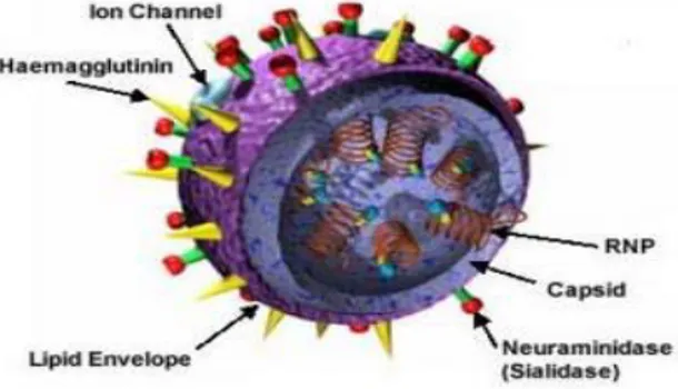 Gambar 1 Morfologi virus Avian Influenza (Anonim 2011) 