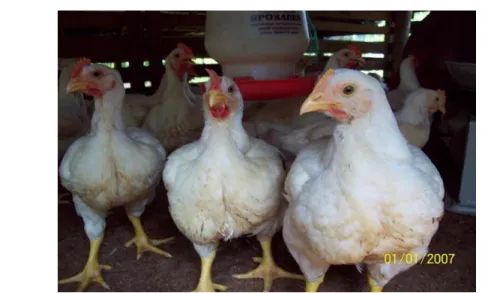 Gambar 6 Ayam broiler (Pramudyati dan Effendy 2009). 