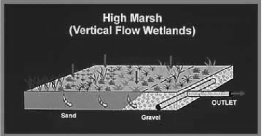 Gambar 5.6 Wetland Buatan Tipe Vertical Flow System  ( www.Constructed wetland /wastewater treatment system.com) 