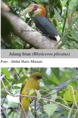 Gambar  2.  Jenis-jenis  burung  pada  zona  rimba  dan     zona tradisional 