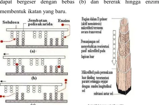 Gambar 9. Mekanisme Pemanjangan Dinding Sel (Thorpe, 1984)