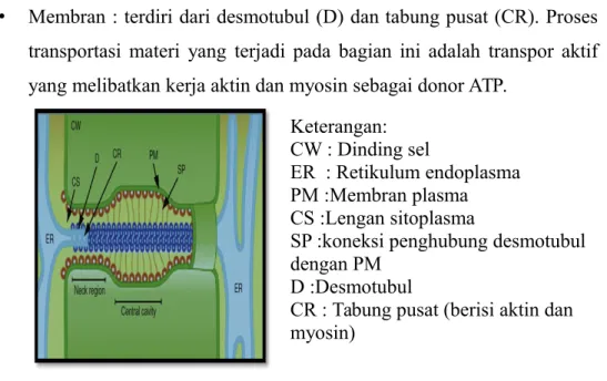 Gambar 11. Struktur anatomi plasmodesmata b. Mekanisme  Zat Melintasi Plasmodesmata