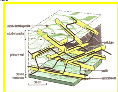 Gambar 1. Struktur Dinding Sel Tumbuhan a. Selulosa