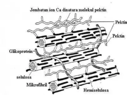 Gambar  7.  Ikatan  Antara  Mikrofibril  pada  Dinding  Sel  (Albert  et  al,  1983)