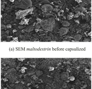 Fig 4. SEM analysis of a)Maltodextrin  before encapsulized,(b) Protein extract after capsulized 