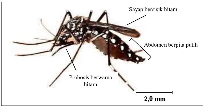 Gambar 2.1: Nyamuk Aedes aegypti (Sumber : Cecep Dani Sucipto, 2011) 