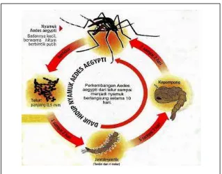 Gambar 2.2: Siklus Hidup Nyamuk Aedes aegypti 