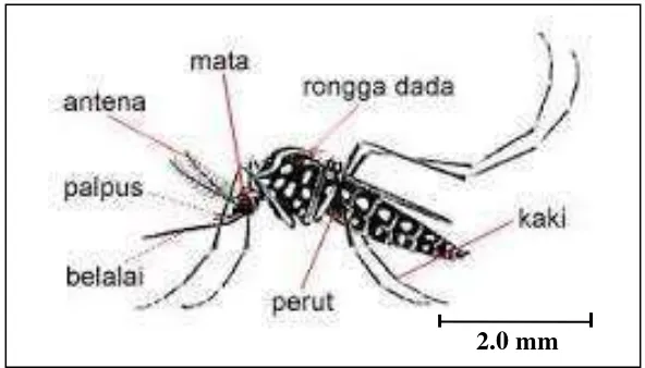 Gambar 2.8: Nyamuk Dewasa Aedes aegypti 