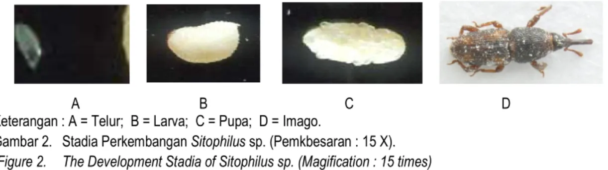 Gambar 2.  Stadia Perkembangan Sitophilus sp. (Pemkbesaran : 15 X). 