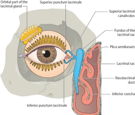 Gambar 1. Anatomi Sistem Lakrimalis