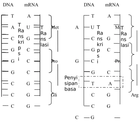 Gambar di atas merupakan mutasi pergeseran kerangka, sebagai akibat   penyisipan   satu   nukleotida   pada   suatu   gen