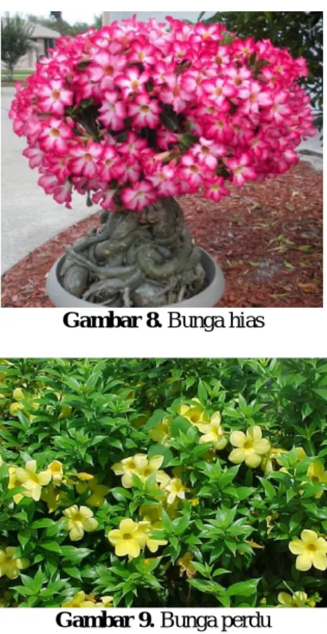 Gambar 6. Bunga Clementis