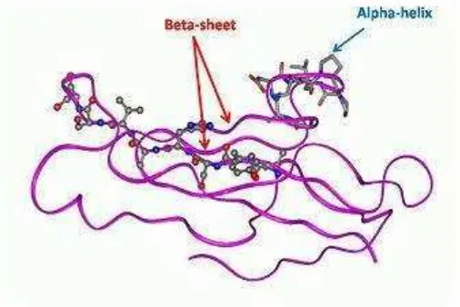 Gambar 4. Struktur tersier protein. Protein ini memiliki banyak struktur sekunder beta-sheet dan alpha-helix yang sangat pendek 