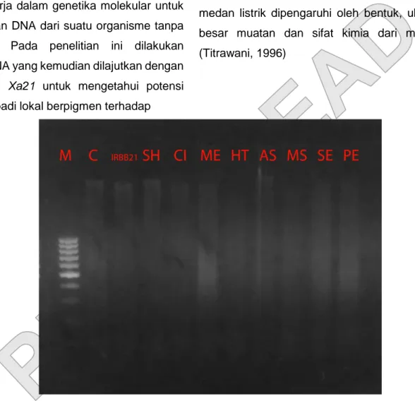 Gambar 1. Elektroforegram isolasi genom padi. Seluruh sampel menunjukkan band yang relatif  sama yang mengindikasikan keberhasilan dalam mengisolasi DNA Genom