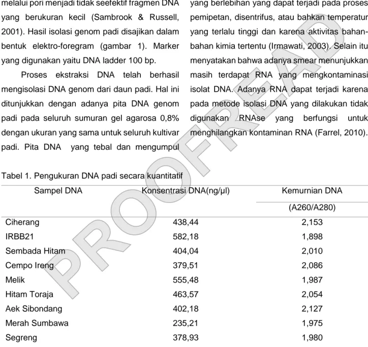 Tabel 1. Pengukuran DNA padi secara kuantitatif 