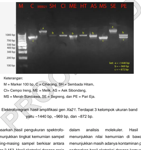 Gambar 2. Elektroforegram hasil amplifikasi gen Xa21. Terdapat 3 kelompok ukuran band  yaitu ~1440 bp, ~969 bp, dan ~872 bp