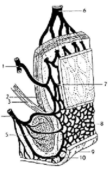 Gambar 1. Anatomi Pembuluh Darah di Rektum, 1: vena tengah rektal; 2 : tunica muscularis :  stratum longitudinal; 3: otot levator ani; 4: vena inferior rektal; 5 : otot sfingter ani externus; 6 : 