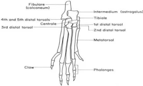 Gambar 5. Penampakan struktur skeleton normal pada tulang telapak kaki  (metatarsal) mencit 