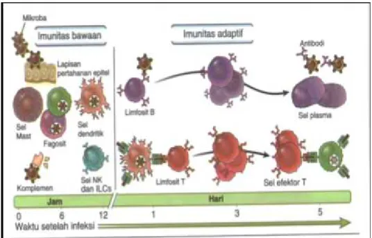 Gambar    7.  Mekanisme  prinsip  imunitas  alami  dan  adaptif (Abbas, Lichtman and Pillai, 2016).
