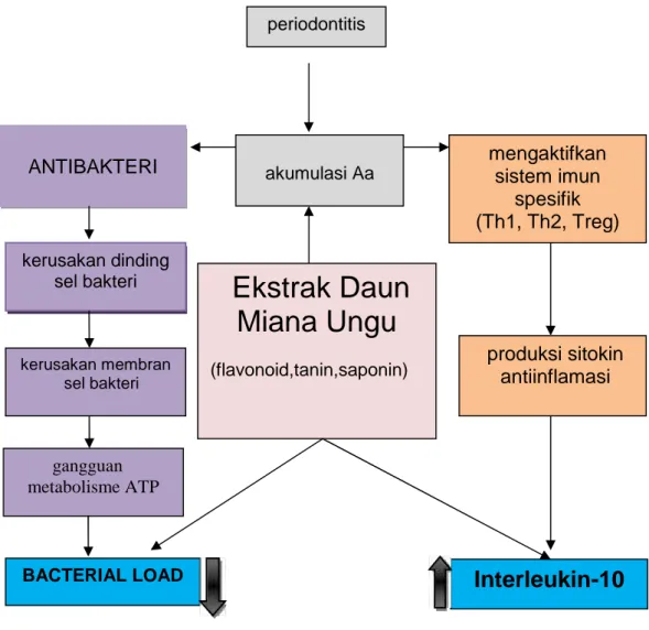 Gambar 8. Kerangka Teoriperiodontitisakumulasi Aa Ekstrak DaunMiana Ungu(flavonoid,tanin,saponin)kerusakan dindingsel bakterikerusakan membransel bakteriBACTERIAL LOADANTIBAKTERI mengaktifkansistem imunspesifik (Th1, Th2, Treg) Interleukin-10produksi sitok