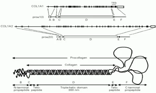 Gambar  1.  Gen yang  menyandi  tipe  I  preprocollagen  struktur  rantai  (atas)  dan  domain  molekul  procollagen  (bawah)