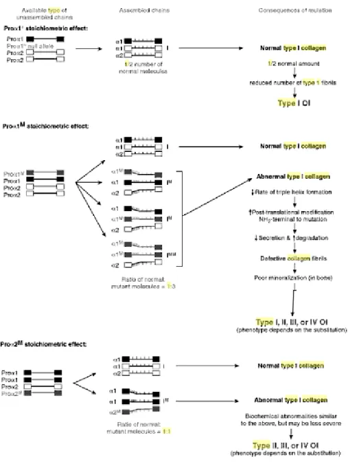Gambar 3. Patogenesis kelas mayor mutasi dari prokolagen tipe 1. ( Dikutip dari Nussbaum RL,  McInnes RR, Willard HF
