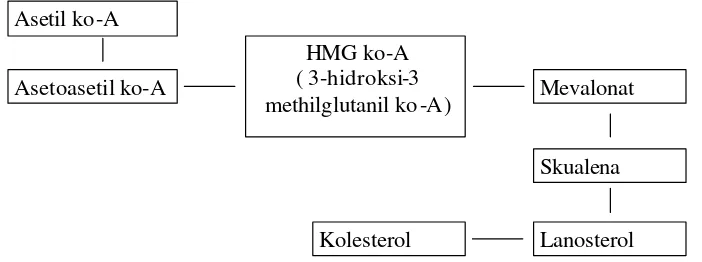 Gambar 2. Biosintesis kolesterol (Mayes  1999) 