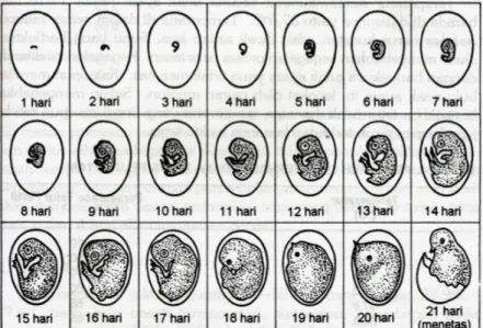 Gambar 2.3. Perkembangan Embrio Selama 21 Hari 