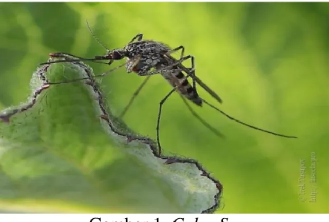 Gambar 1. Culex Sp. 