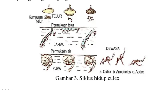 Gambar 3. Siklus hidup culex  1.  Telur 