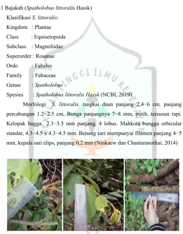 Gambar 2. 1 Morfologi S. littoralis a.buah b.daun dan c. akar 