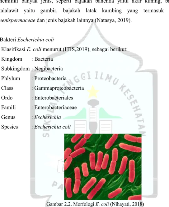Gambar 2.2. Morfologi E. coli (Nihayati, 2018) 