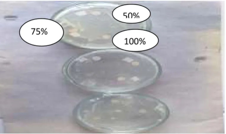 Gambar 5.1 zona hambat infusa S. litoralis terhadap pertumbuhan bakteri E. coli 
