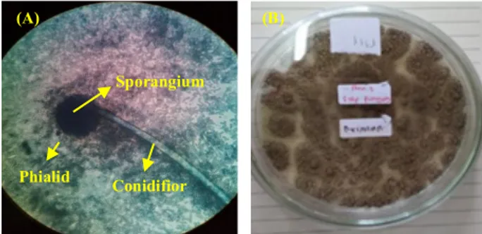 Gambar 1. (A). Bentuk mikroskopis Aspergillus niger (B). Koloni Aspergillus niger dalam cawan Petri  Aspergillus niger adalah jamur yang dapat ditemukan di berbagai tempat