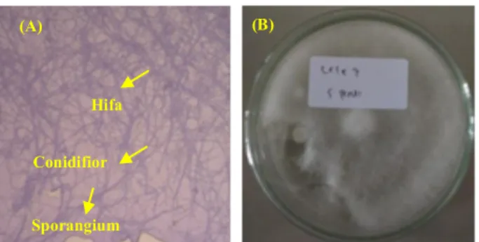 Gambar 2. (A). Bentuk mikroskopis Saprolegnia sp., (B). Koloni Saprolegnia sp. dalam cawan petri  Sifat makroskopis Saprolegnia sp