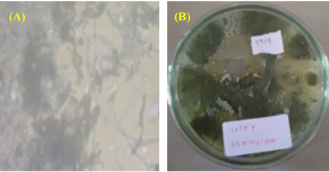 Gambar 4. (A). Bentuk mikroskopis Penicillin glabrum (B) Koloni Penicillium glabrum. 