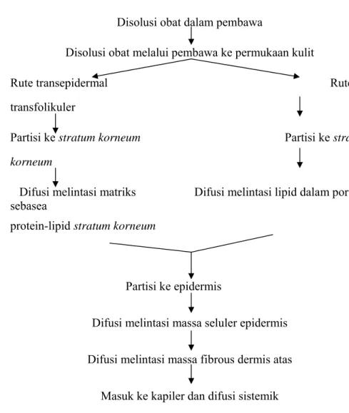 Gambar  1.  Skema Absorbsi Obat dengan Rute Transepidermal dan  Transfolikuler  ( Lachman et al., 1986 ) 