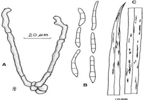 Gambar  2.2.  Cendawan  C.  Oryzae  dalam  mikroskopis  a).  Conidiospore  b).  Conidia  c)