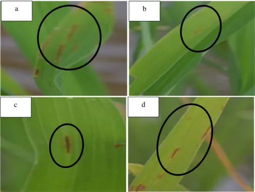 Gambar  4.1.  Gejala  penyakit  BCS  pada  padi  berumur  14  HST  di  a)  Klatakan,  b)  Sidomekar, c) Tanggul Kulon, d) Pondokjoyo