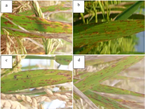 Gambar  4.5.    Gejala  penyakit  BCS  pada  padi  berumur  84  HST  di  a)  Klatakan,  b)   Sidomekar, c) Tanggul Kulon, d) Pondokjoyo